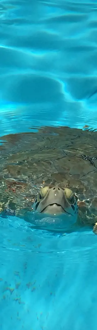 Turtle Hospital